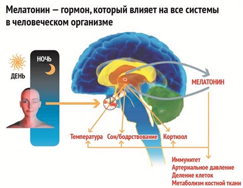  Основные принципы воздействия мелатонина на функционирование организма 