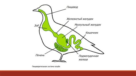  Особенности определения гендера молодых птиц: характерные признаки и методы исследования 