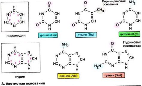  Положение азотистых оснований 