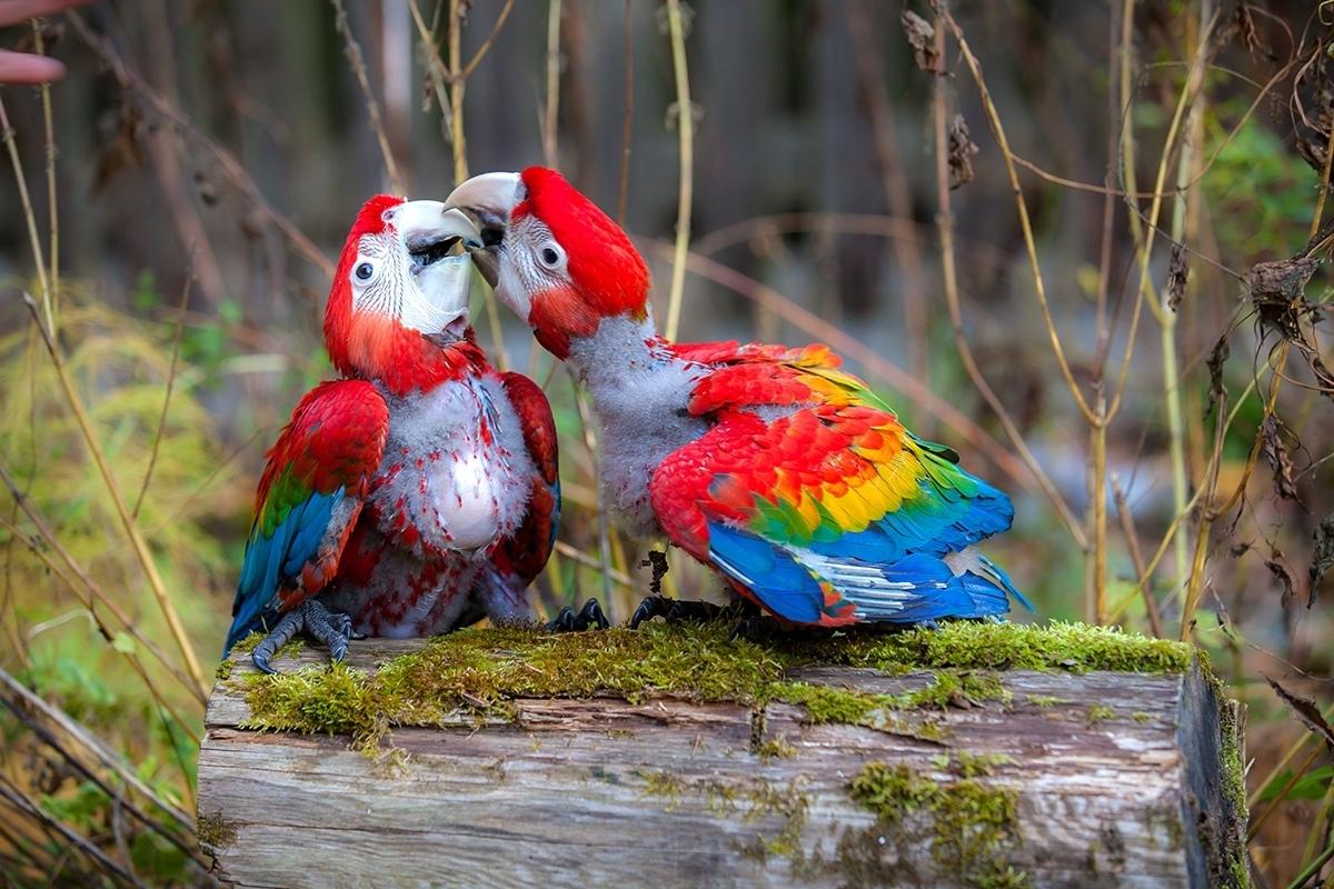 Красные птенцы. Птенец попугая ара. Красный ара птенец. Гнездо попугая ара. Птенец ара Макао.
