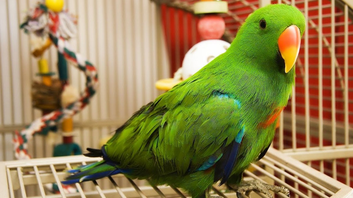 I ve parrot. Попугай зеленый волнистик. Лазурный какарики. Попугай домашний. Домашние питомцы попугайчики.